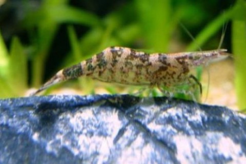 Atyaephyra desmaresti 5